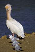 Pelican